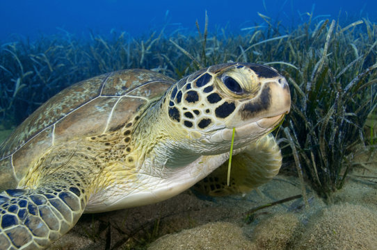 Green turtle feeding on seagrass.