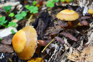 Two inedible toadstool mushrooms