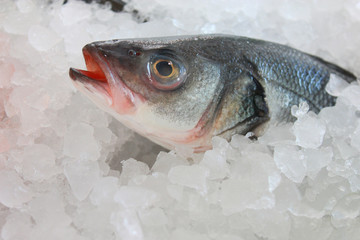 fish in the ice