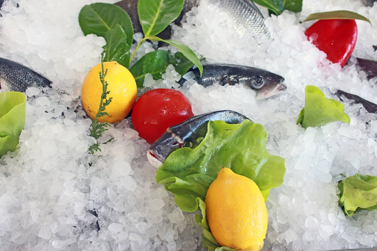 fish on the ice