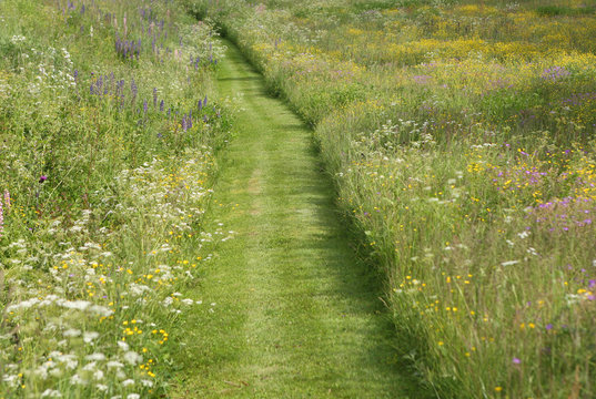 Wild Flower Meadow Path