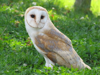 Obraz premium Schleiereule (Tyto alba) Tytonidae Familie. Mecklenburg-Vorpommern, Deutschland