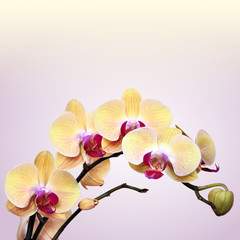Fototapeta na wymiar Yellow orchids