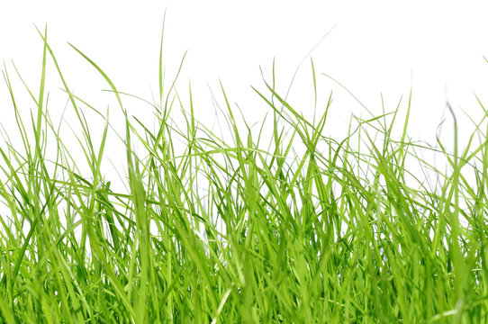 gr&uuml;ne Wiese
