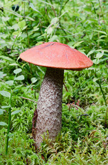 Leccinum Aurantiacum