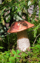 Leccinum Aurantiacum