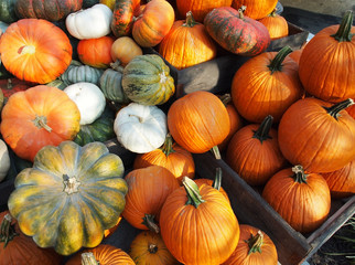 Pumpkins In Wooden Crates