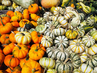 Pumpkin and Gourd Harvest