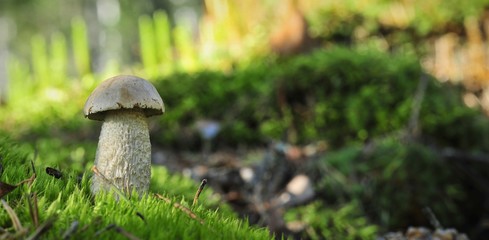 White Birch Bolete