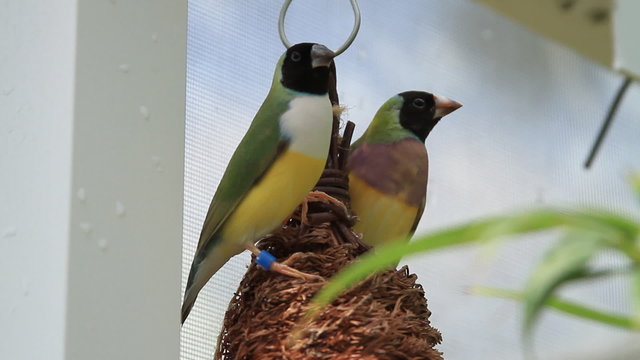 Sitting Curious Finches