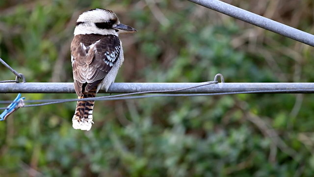 Kookaburra, the Largest King Fisher