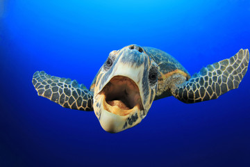 Curious Sea Turtle