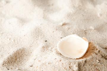 Fototapeta na wymiar Empty seashell at the beach
