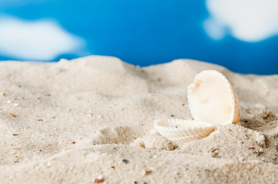 Beach with open seashell