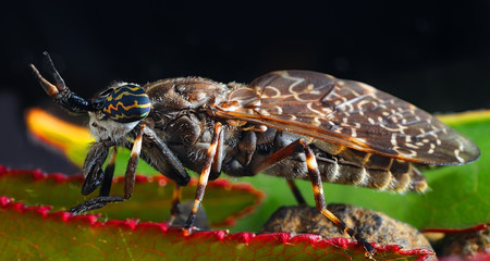 HORSE FLY (Order; Diptera, Family; Tabanidae)