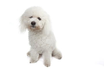 chien blanc frisé assis de face en studio