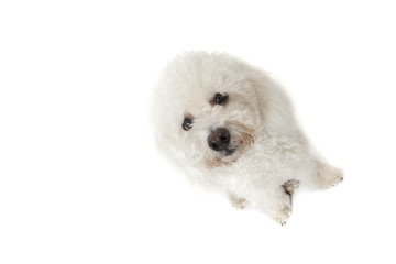 regard triste du bichon frisé