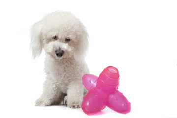 Obraz premium bichon frisé, Gelockter Bichon