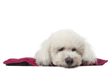 bichon frisé pensif et songeur