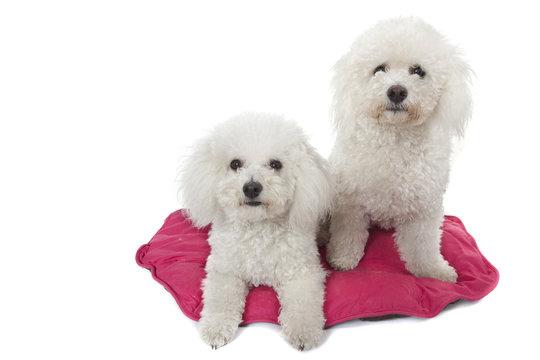 couple de bichons fris&eacute;s assis sur le tapid