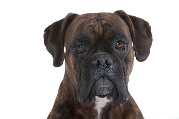 portrait de boxer pleine face