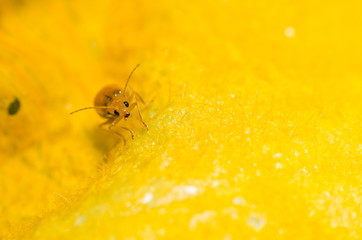 orange beetle in green nature