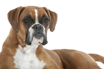 regard très attentif du boxer