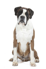 boxer assis de face en studio