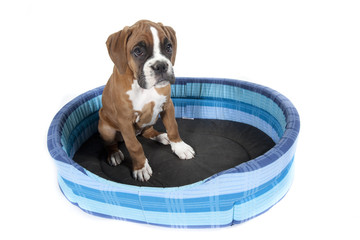 boxer assis dans son coussin
