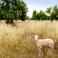Mediterranean sheep on wheat and almond trees field