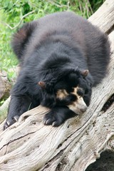 Schwarzbär