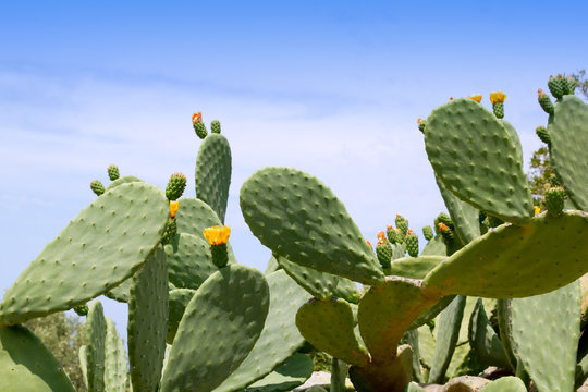 chumbera nopal cactus plant typical mediterranean