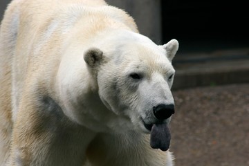 Eisbär