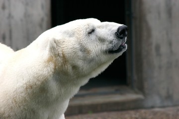 Eisbär