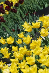 flowers background from tulips
