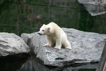 Eisbär