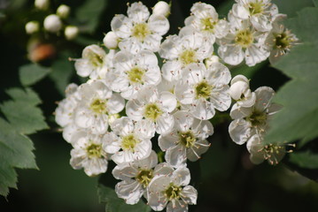 apple blossom close-up - white flowers