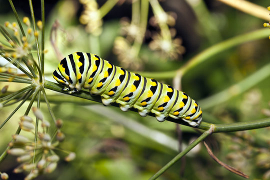 A Monarch butterfly (Danaus plexippus) caterpillar