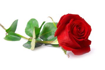 Red rose