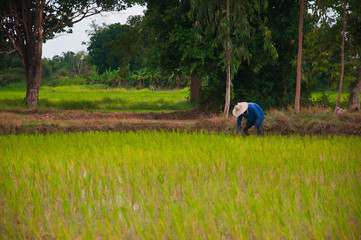 riec farm in Thailand and farmaer