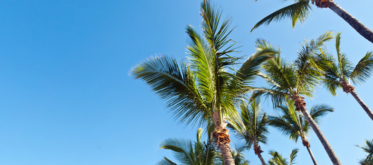 Obraz na płótnie Canvas Cimes de palmiers