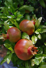 Fototapeta premium Three pomegranates
