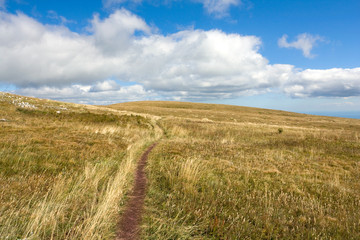 pathway on meadow