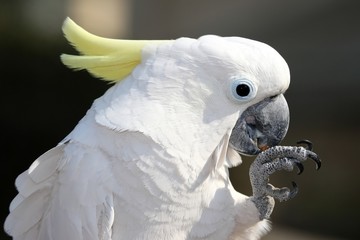 Sulphur Crested Cockatoo © Duncan Noakes