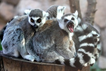 Lemur Family Group