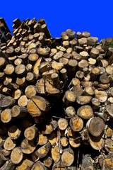 france, ile de france : bois coupé