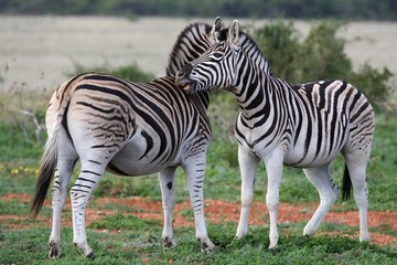 Fototapeta na wymiar Burchells or Plains Zebra