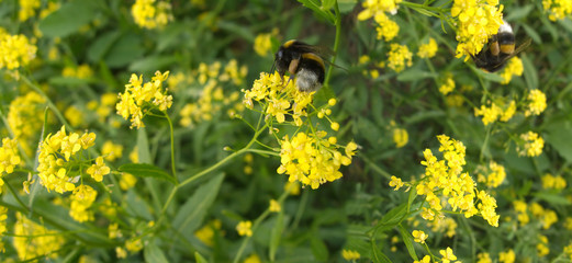 Two bumblebees collected nectar in field flowers thicket