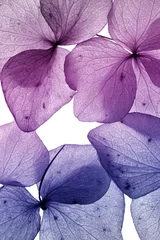 Foto op Plexiglas kleurrijke bloemblaadje close-up © maram