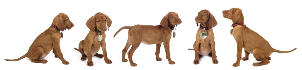 puppies with white background © maram